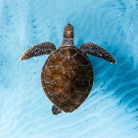 A photo taken of a turtle from above. It's swimming in crystal clear water